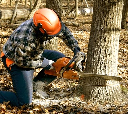 Tree Removal in Berwick, IL